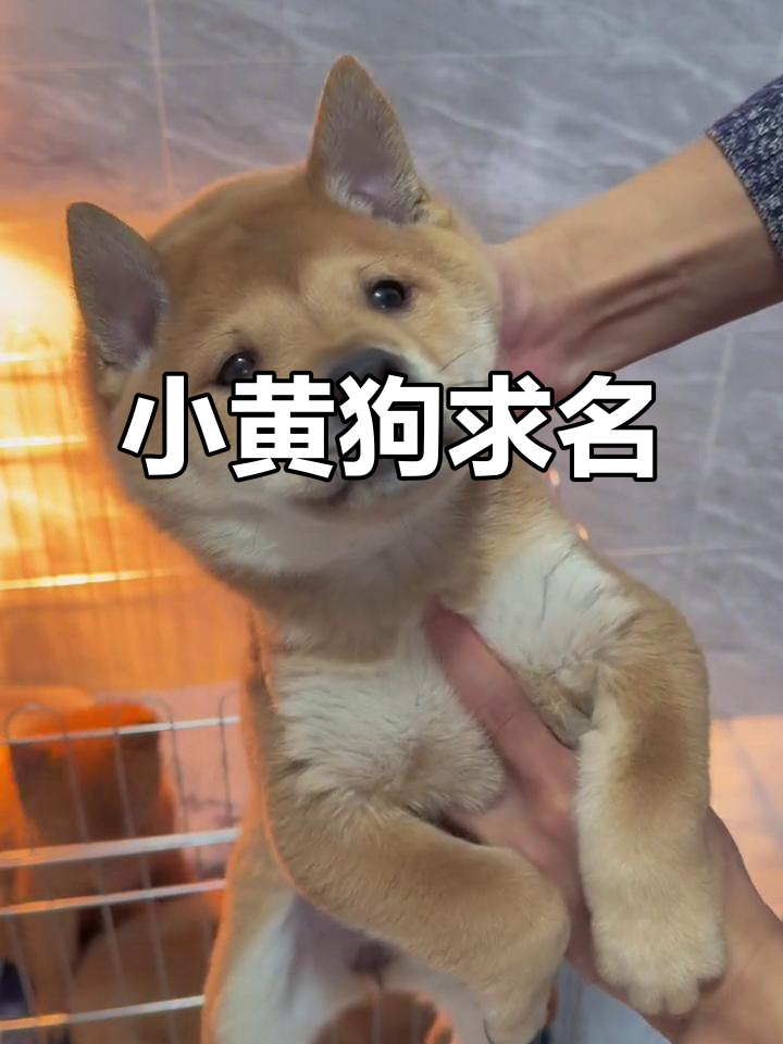 狗起名字(小狗名字大全创意)