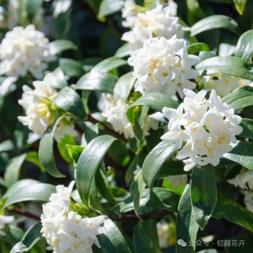 做梦梦花(做梦梦到花)