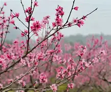 相地桃花位(南京小学教师) 相地桃花位(南京小学教师)