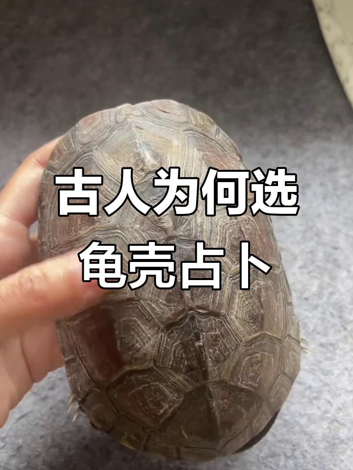 六爻占卜龟(六爻占卜龟壳每天一卦)