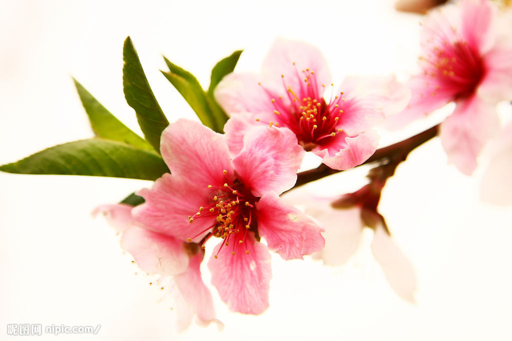 桃花位青囊(方得人心的意思) 桃花位青囊(方得人心的意思)