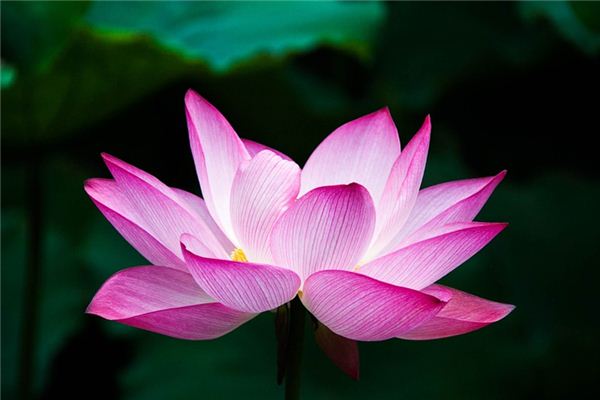 梦到书是什么意思 梦到书是什么意思