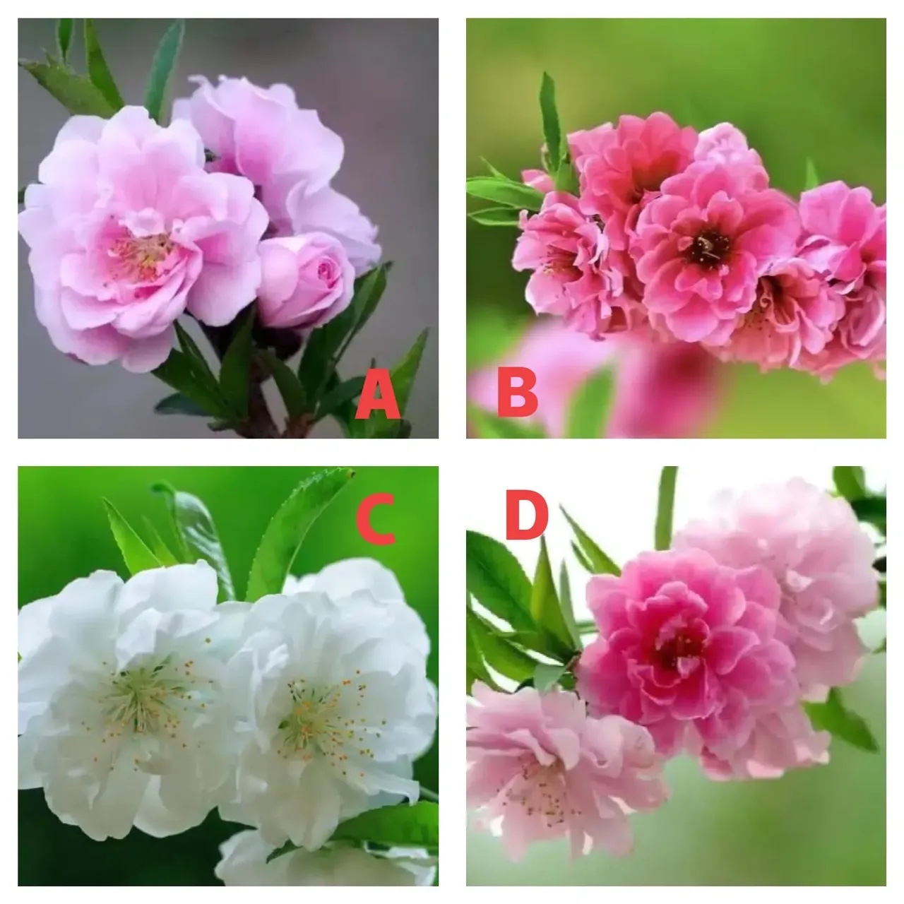 测试桃花能带给我什么好处 测试桃花能带给我什么好处