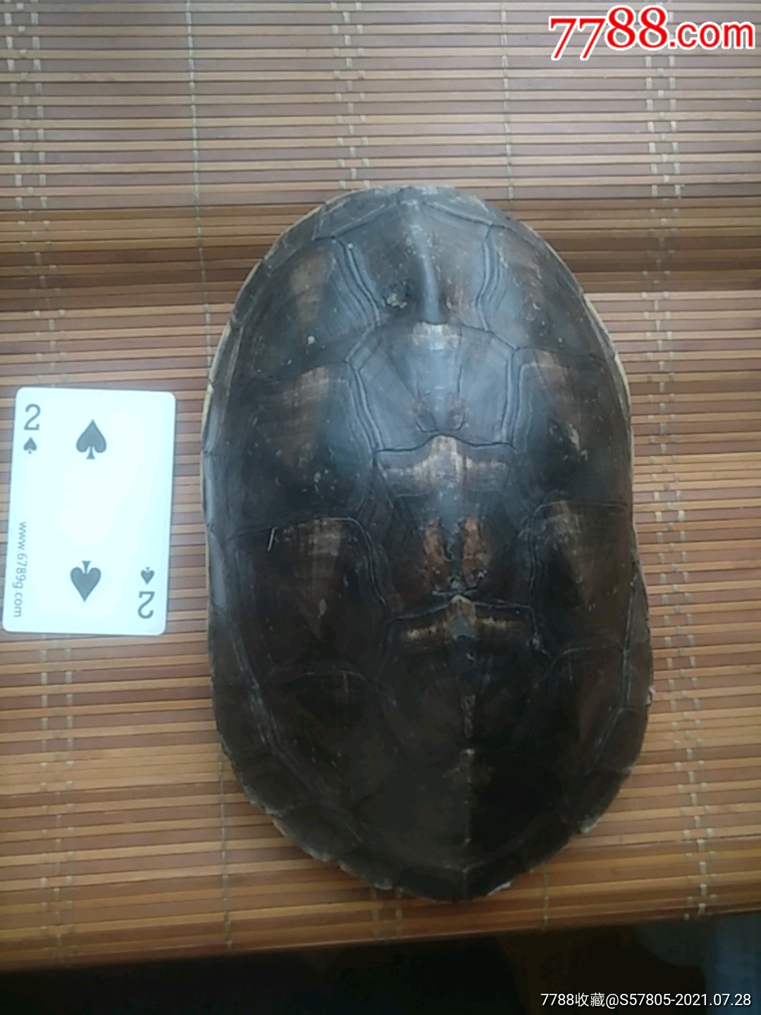 龟壳摇卦免费应用软件