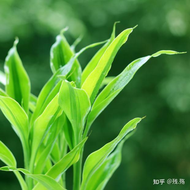 周公解梦拉大便预示好运吗 周公解梦拉大便预示好运吗