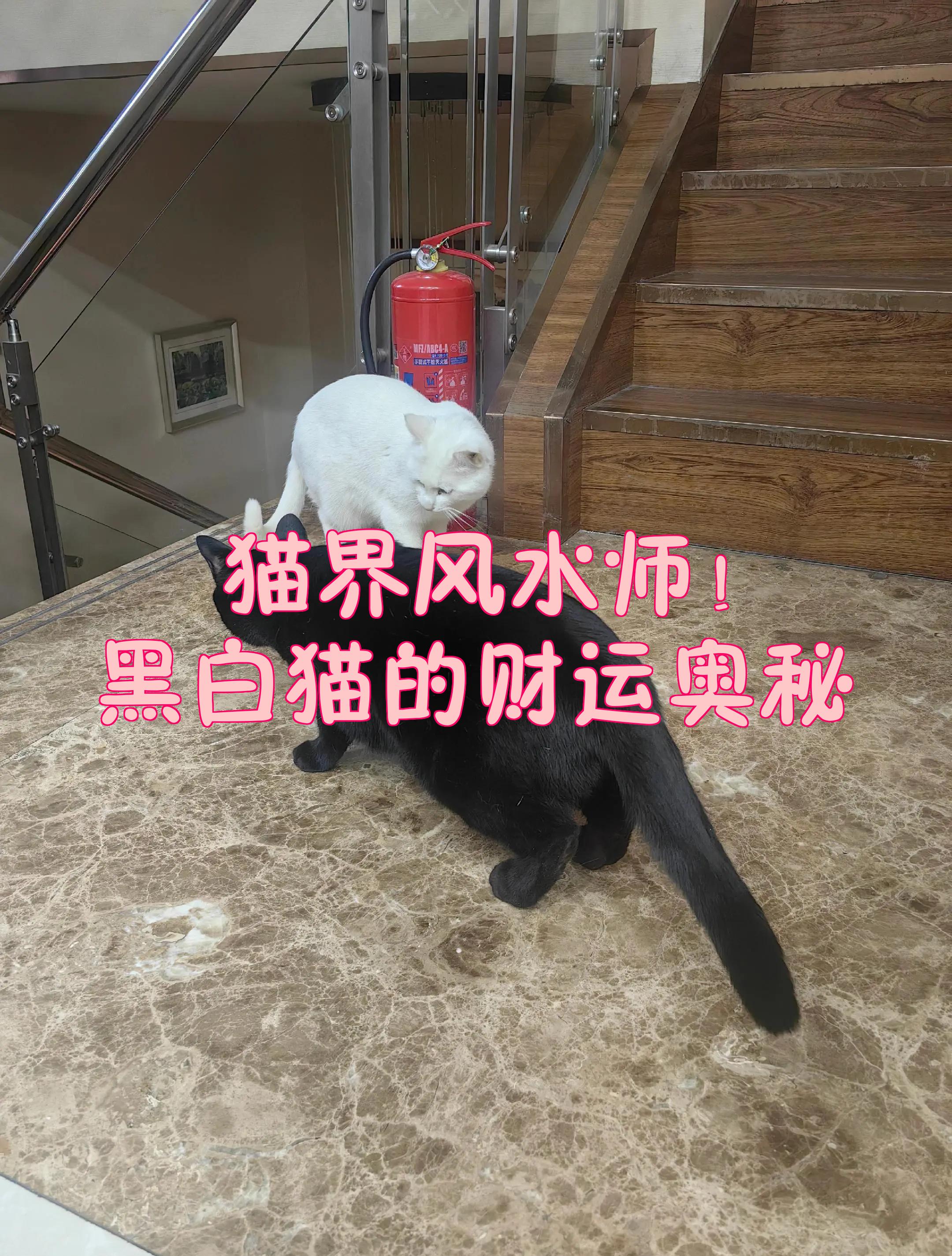 玄学风水学家里来猫预兆