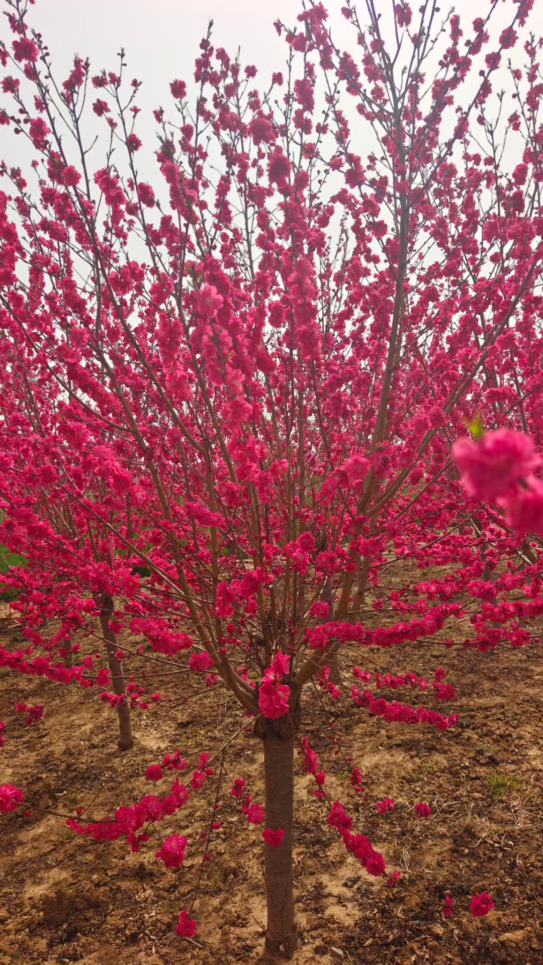 桃花最吉利的名字 桃花最吉利的名字