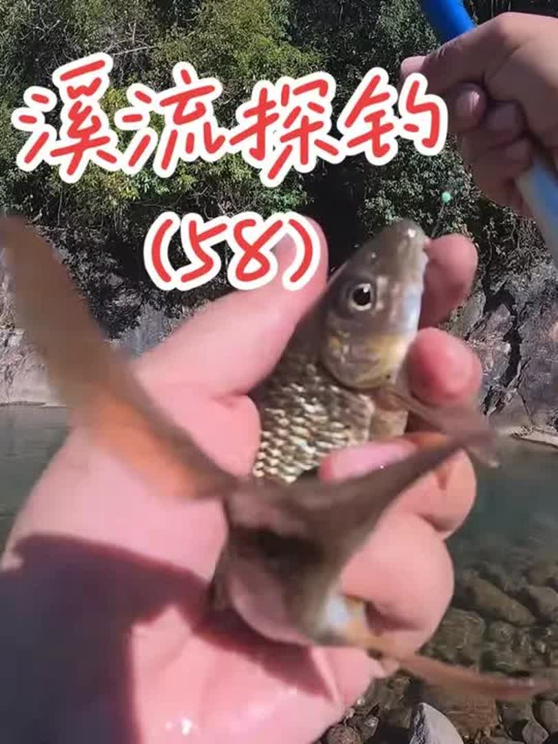 怎样钓苦花鱼