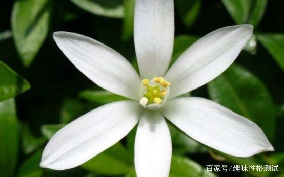 免费测桃花运最准的测试