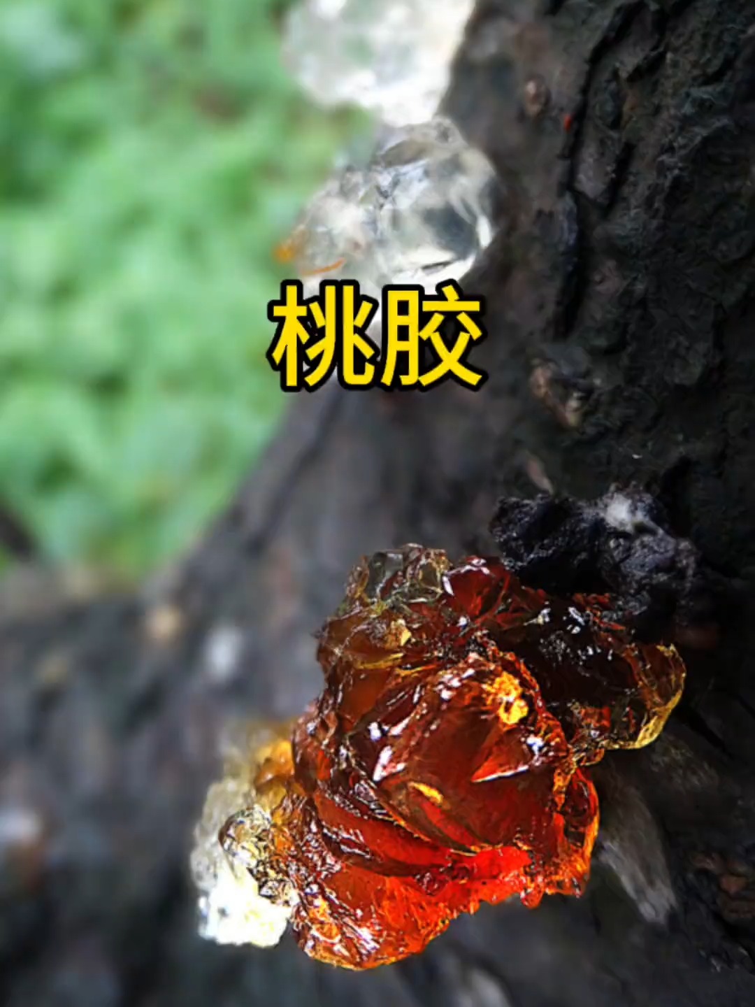 一亩桃树能产多少桃胶合适的果实 一亩桃树能产多少桃胶合适的果实